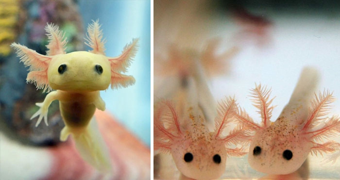 Petits enfants d'animaux rares que vous n'avez probablement jamais vus auparavant Малыши редких животных