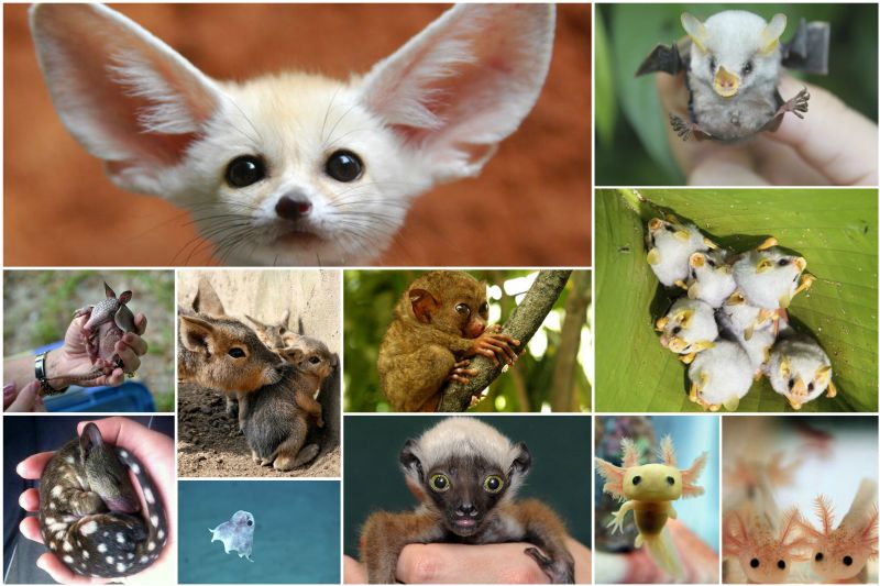 Photo de jeunes animaux d'animaux rares Детки редких животных