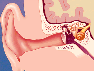 Comment fonctionne l'oreille