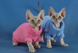 Les vêtements pour les chats