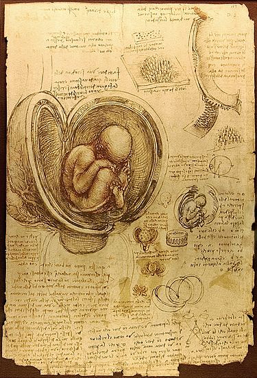 embryon humain. Dessin de Leonardo da Vinci (c. 1510-1513)