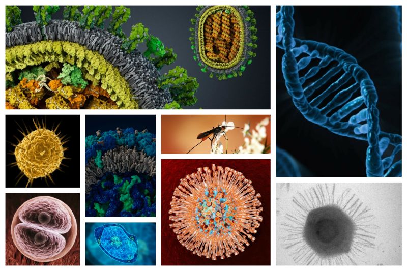 Faits étonnants sur les virus
