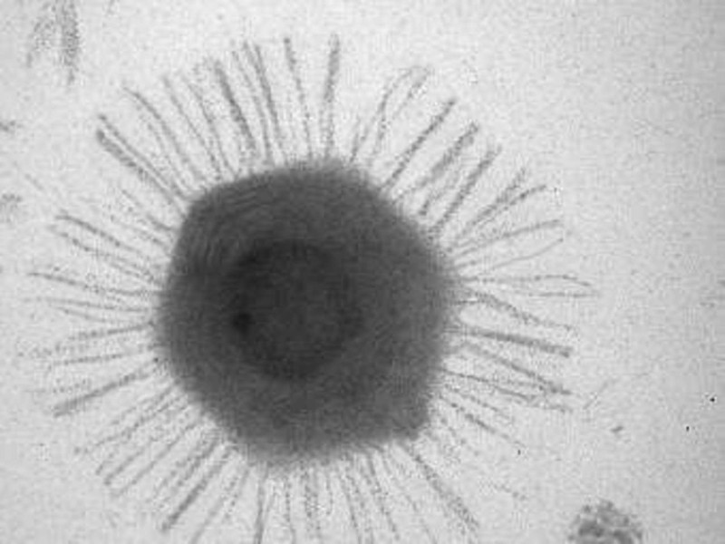 Faits étonnants sur les virus