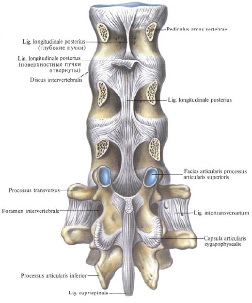 Electricite vertebral column