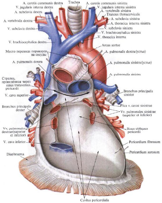 Anatomie humaine en images Анатомия человека в картинках