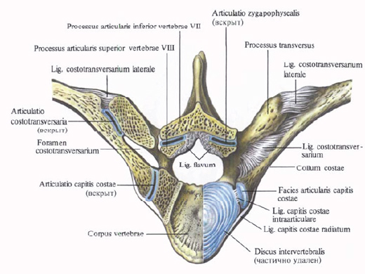 Anatomie humaine en images Анатомия человека в картинках