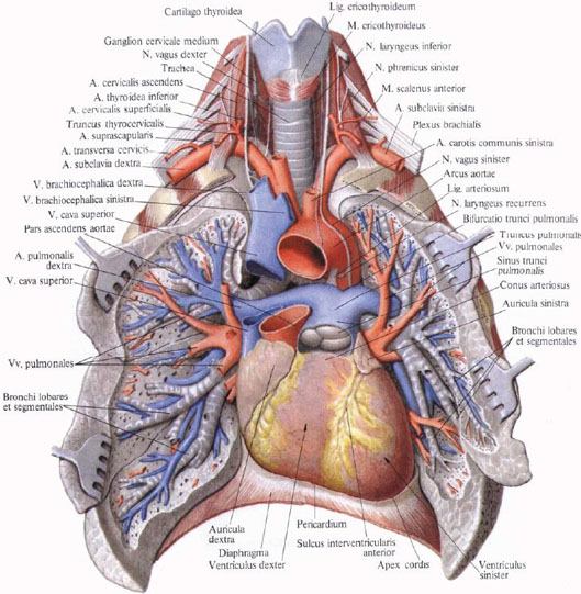 Anatomie humaine en images Анатомия человека в картинках