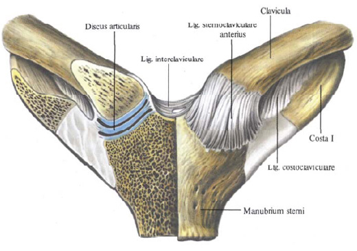 Anatomie humaine en images Анатомия человека в картинках