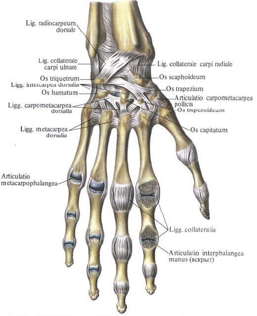 Anatomie humaine en images Анатомия человека в картинках