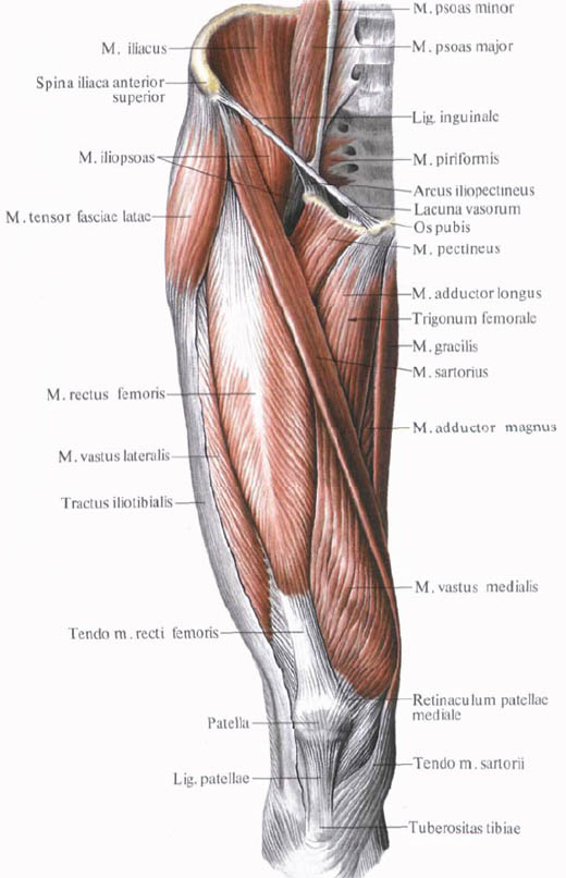 muscle grand psoas