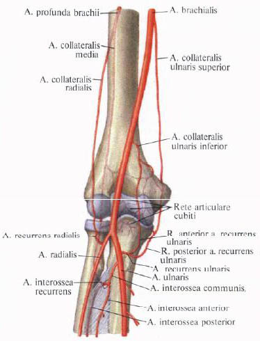 Anatomie humaine en images Анатомия человека в картинках