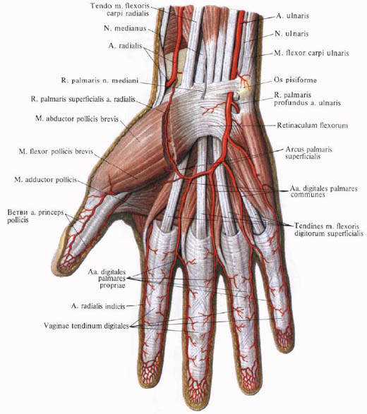 Anatomie humaine en images Анатомия человека в картинках
