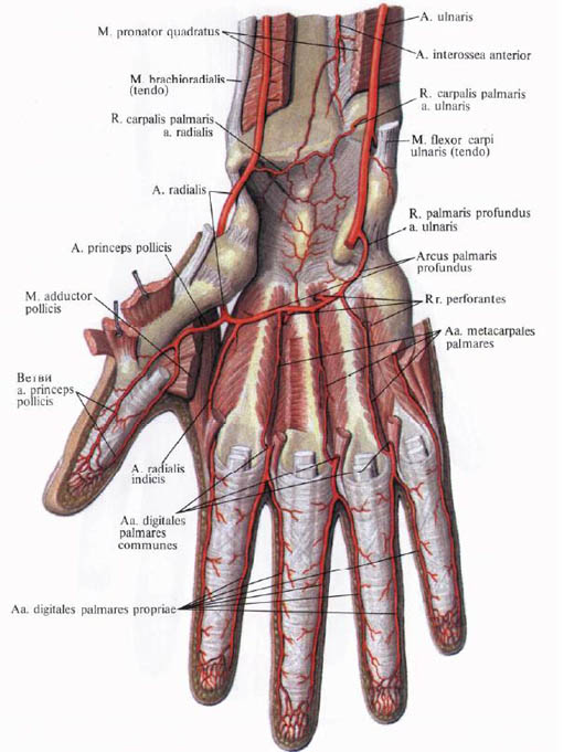 Anatomie humaine en images Анатомия человека в картинках