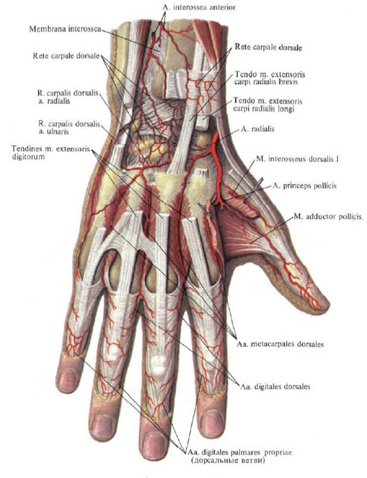 Anatomie humaine en images Анатомия человека в картинках