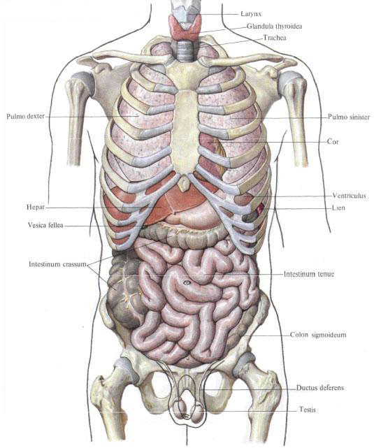 Les organes internes