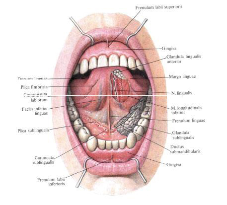 La membrane muqueuse du plancher de la bouche