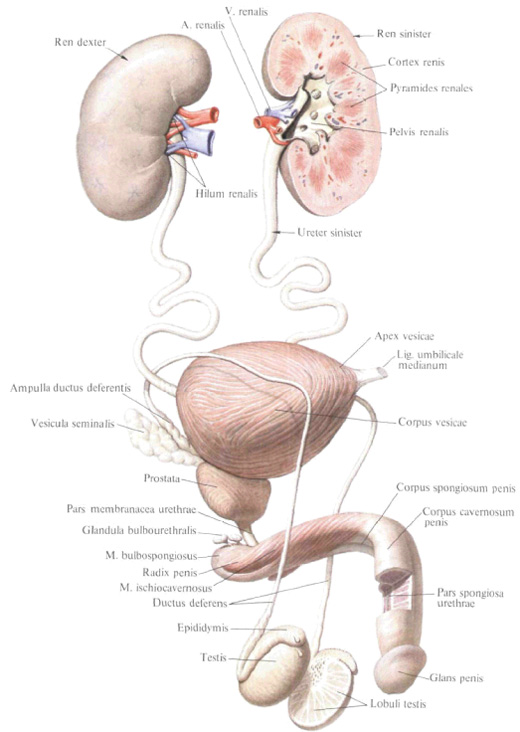 Anatomie humaine en images Анатомия человека в картинках