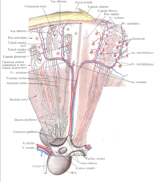 Anatomie humaine en images Анатомия человека в картинках