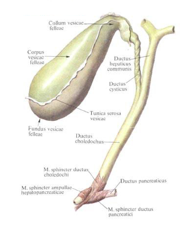 Gallbladder. Les canaux biliaires