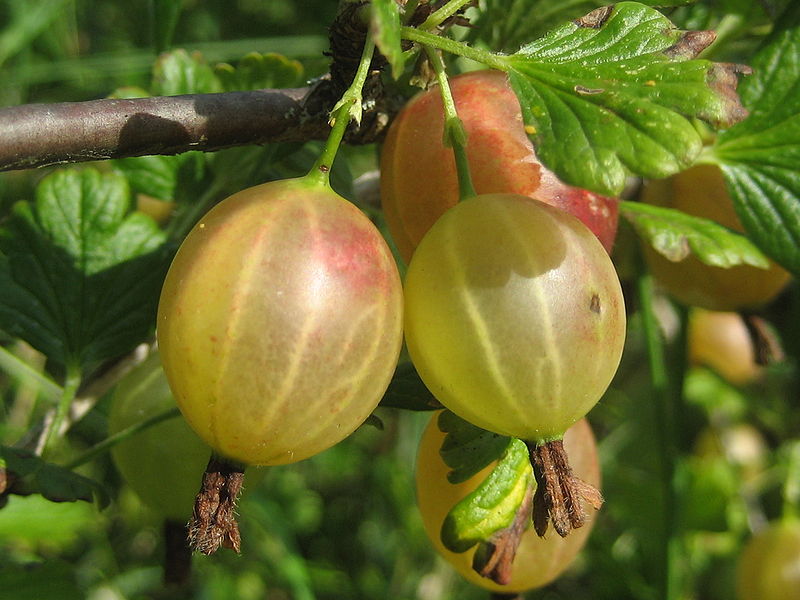 Gooseberry - Avantages des baies Крыжовник - Польза разных ягод