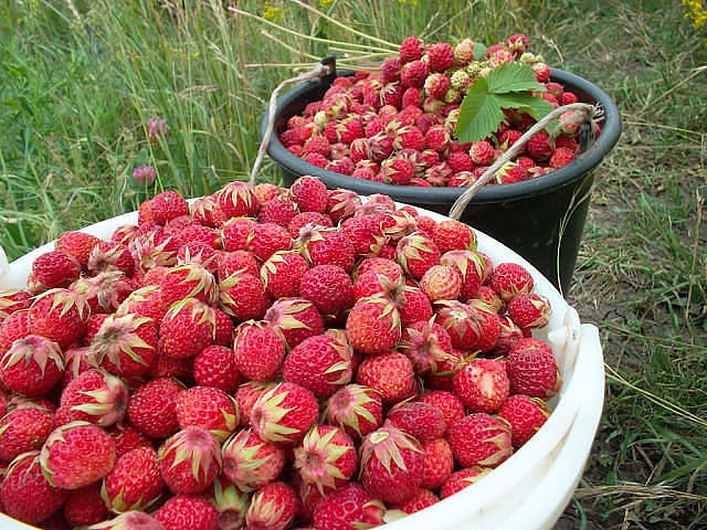 Fraises - Avantages des baies Клубника - Польза разных ягод