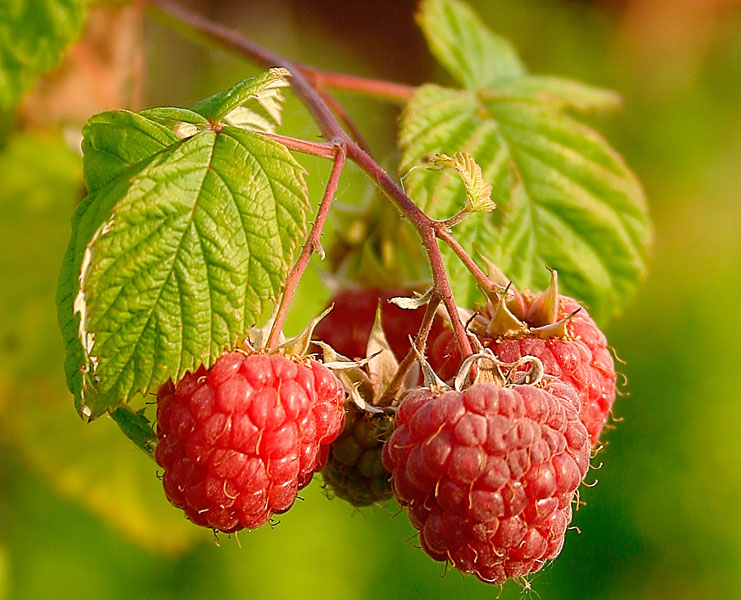 Framboises - Les bienfaits des baies Малина - Польза разных ягод