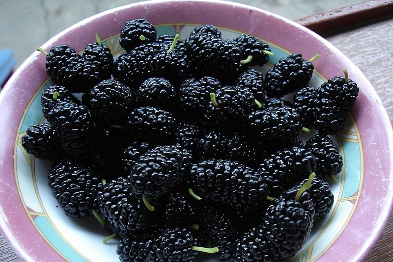 Mulberry - Avantages des baies Шелковица - Польза разных ягод