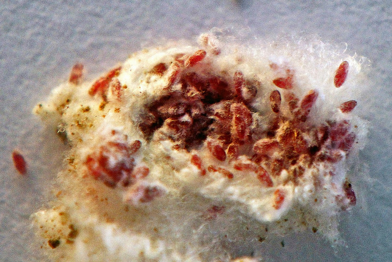 Coca Cola au microscope. Des faits qui mettent fin à la question: boire ou ne pas boire Coca Cola под микроскопом