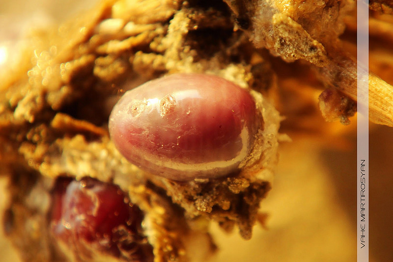 Coca Cola au microscope. Des faits qui mettent fin à la question: boire ou ne pas boire Coca Cola под микроскопом