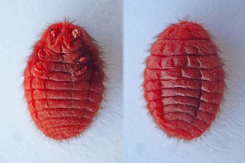 Coca Cola au microscope. Des faits qui mettent fin à la question: boire ou ne pas boire Coca Cola под микроскопом
