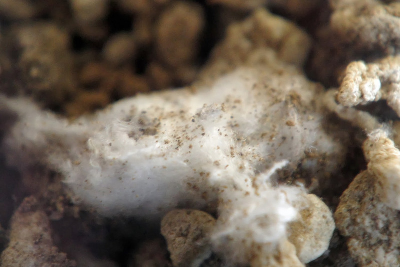 Coca Cola au microscope. Des faits qui mettent fin à la question: boire ou ne pas boire Coca Cola под микроскопом