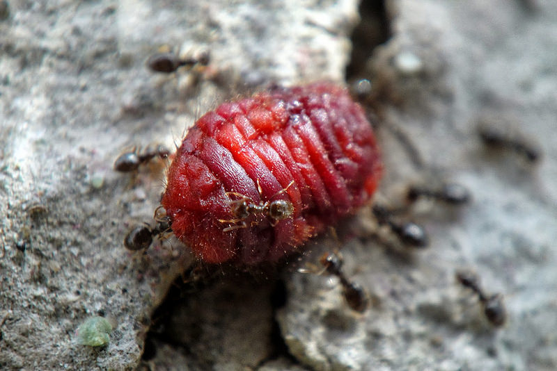 Coca Cola au microscope. Des faits qui mettent fin à la question: boire ou ne pas boire Coca Cola под микроскопом