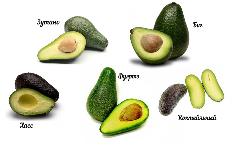 Avocats - Des aliments à manger tous les jours Авокадо - Продукты на каждый день