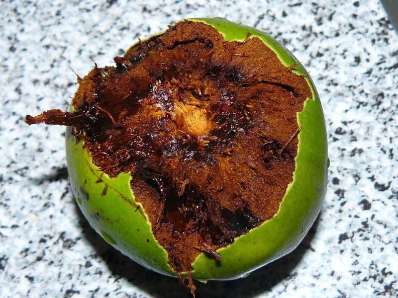 Sapota noir - Fruits exotiques du monde entier dont vous n'avez jamais entendu parler Черная сапота - Экзотические фрукты со всего света, о которых вы не слышали