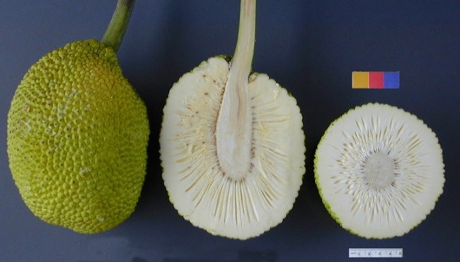 Breadwood - Des fruits exotiques du monde entier dont vous n'avez pas entendu parler Хлебное дерево - Экзотические фрукты со всего света, о которых вы не слышали