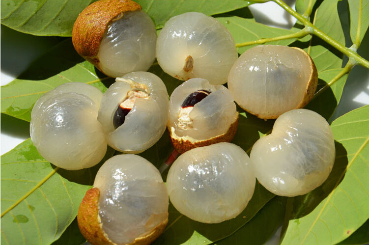 Longan - Des fruits exotiques du monde entier dont vous n'avez jamais entendu parler Лонган - Экзотические фрукты со всего света, о которых вы не слышали