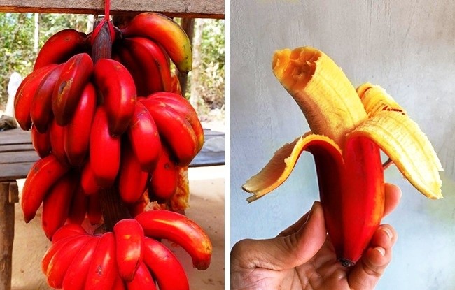 Red bananas - Des fruits exotiques du monde entier dont vous n'avez jamais entendu parler Красные бананы - Экзотические фрукты со всего света, о которых вы не слышали