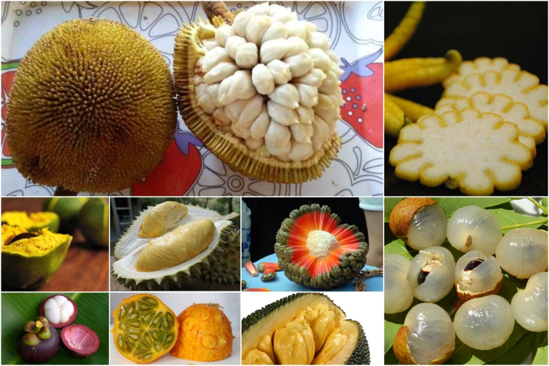 Des fruits exotiques du monde entier dont vous n'avez pas entendu parler Экзотические фрукты со всего света, о которых вы не слышали
