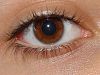 Yeux marrons - Types de couleurs des yeux
