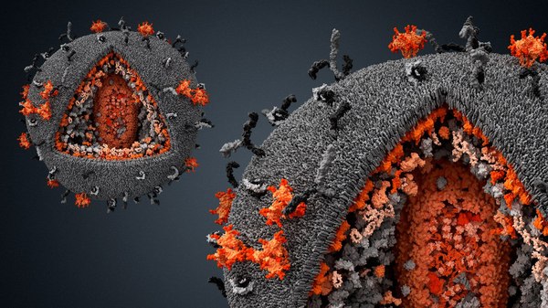 Une douzaine de faits étonnants sur les virus Удивительные факты о вирусах