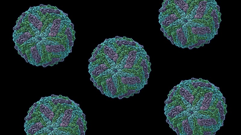 Une douzaine de faits étonnants sur les virus Удивительные факты о вирусах