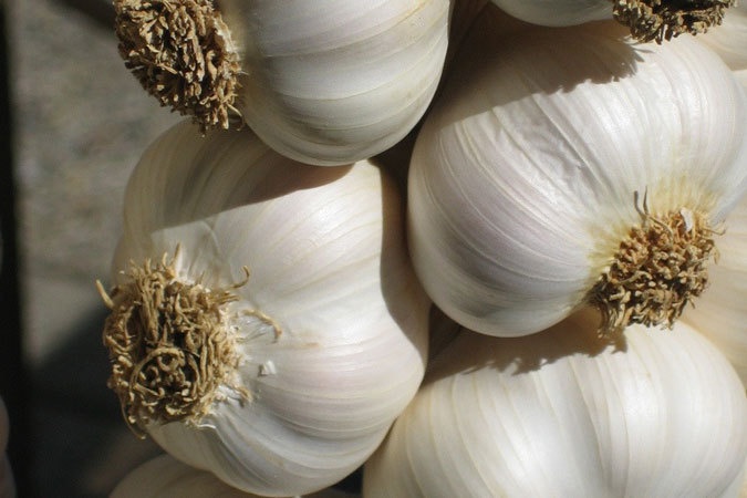 Propriétés utiles de l'ail Чеснок (лат. Állium satívum)