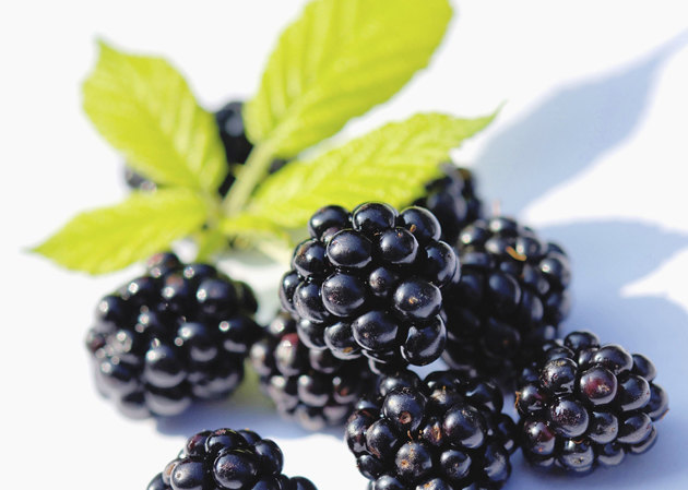 Blackberry - Top fruits avec la teneur la plus élevée et faible en sucre ежевика - Фрукты и сахар в них