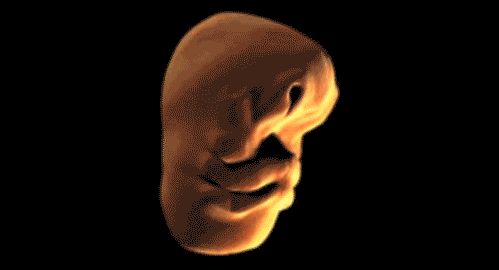 Как развивается лицо человека в утробе матери Удивительные гифки, показывающие, как работает наше тело