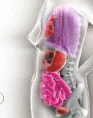 Как смещаются внутренние органы матери во время беременности Удивительные гифки, показывающие, как работает наше тело