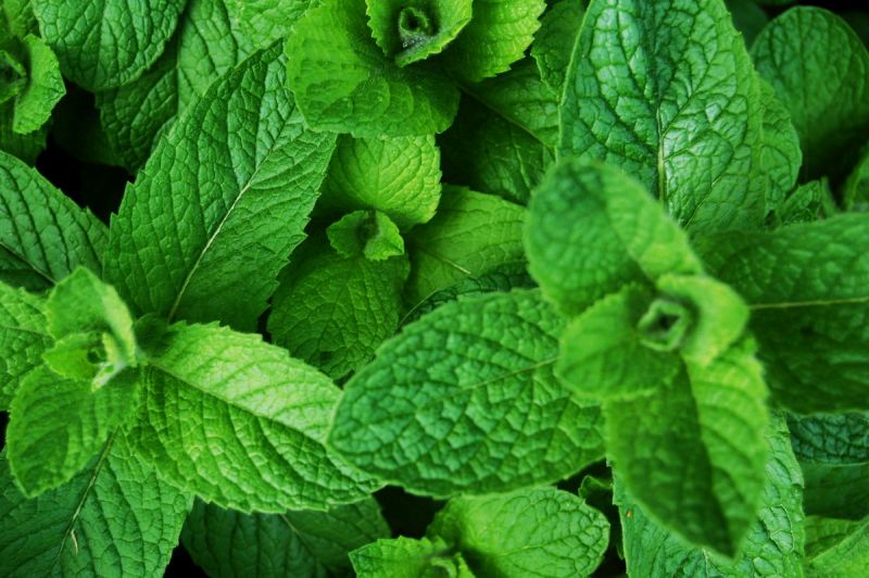 Comment la menthe ordinaire affecte-t-elle la santé humaine? Мята и здоровье