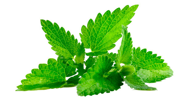 Comment la menthe ordinaire affecte-t-elle la santé humaine? Мята и здоровье