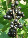 Смородина черная - Ribes nigrum