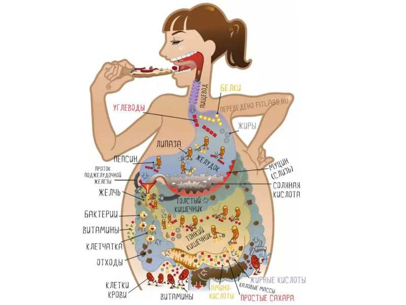 On peut apprendre beaucoup sur une personne de ce qu'elle ne mange PAS. Cкажи мне, что ты НЕ ешь, и я скажу, кто ты!