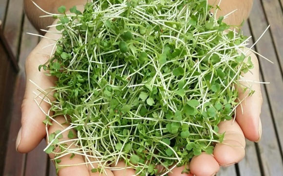 Microgreen: rentabilité et conseils pratiques aux agriculteurs Микрозелень